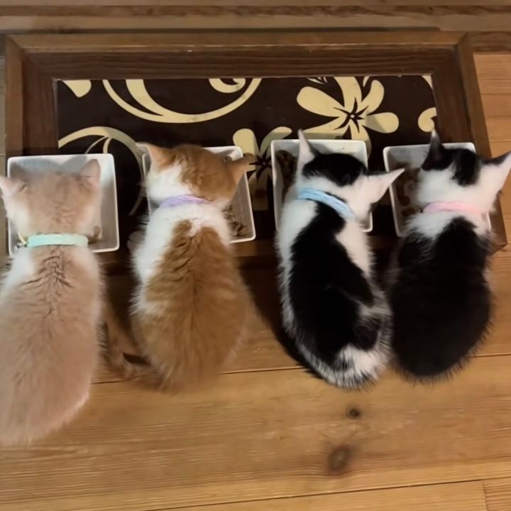 ハチワレーズ🐈💭