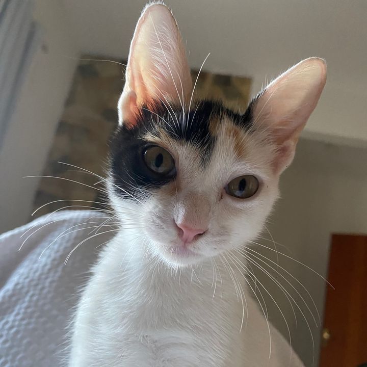 catlover