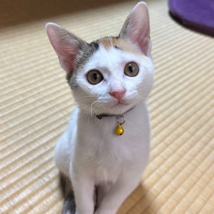 みーことばーこ