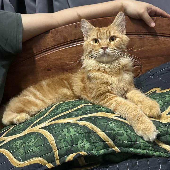ᴀǫɪʟᴀʜᥫ᭡