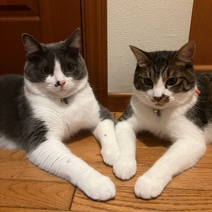 ちゃちゃはち😸