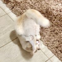 Snow Gatinho Cambalhota