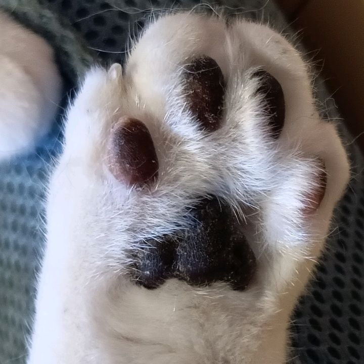 猫マメ子