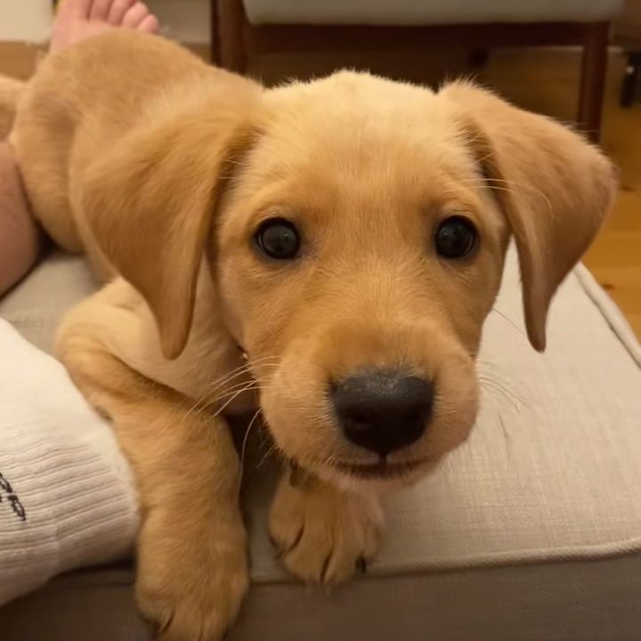 Luongcuongpawjm