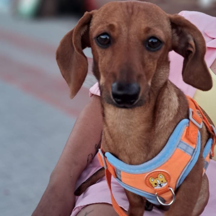 Luna salsicha mundo pet