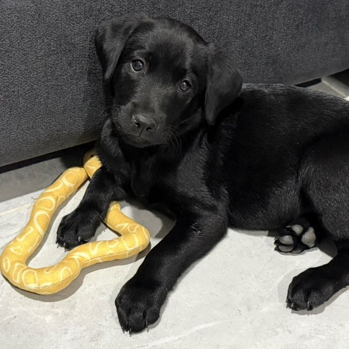 Antonella 🐾