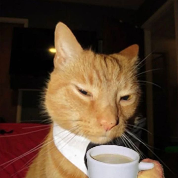 catdealsss2