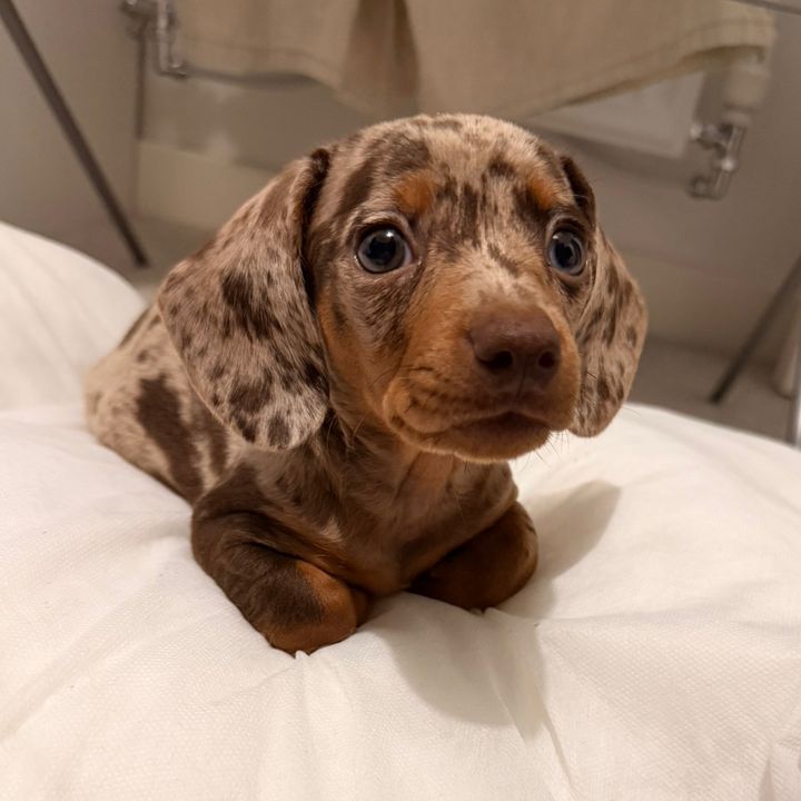 Noodle The Miniature Dachshund