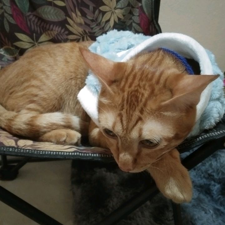 พ่อน้องแตงไทย