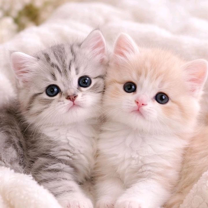 cats-lovers