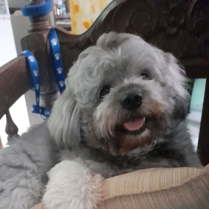 🐶toby the pogi🐶