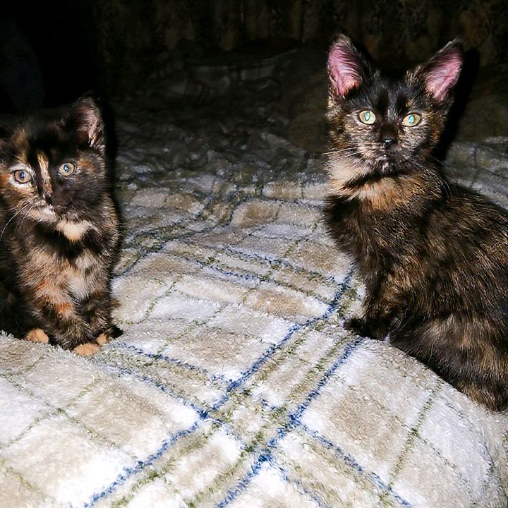 Opal & Juno