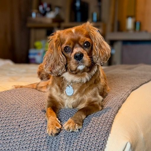 Charlie Checks In 🐾