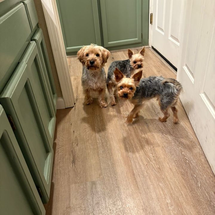 3yorkies+1 ❌