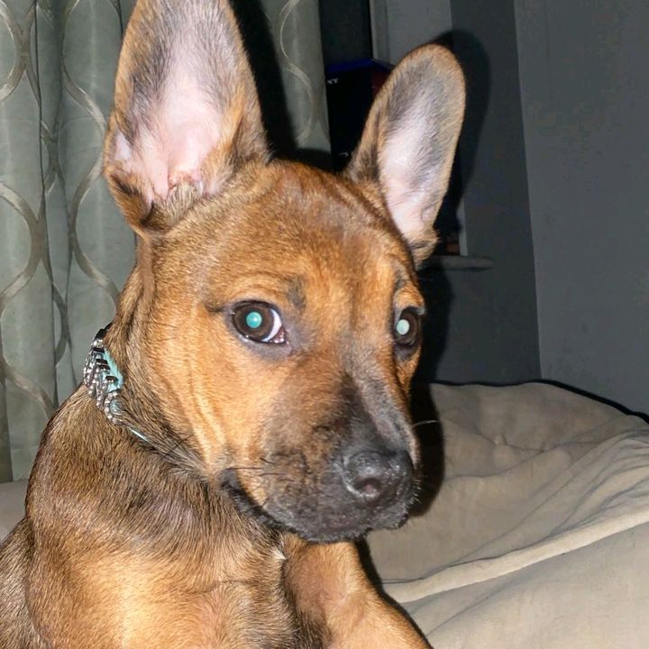 Bruno