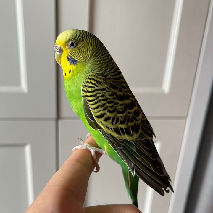 おうはん