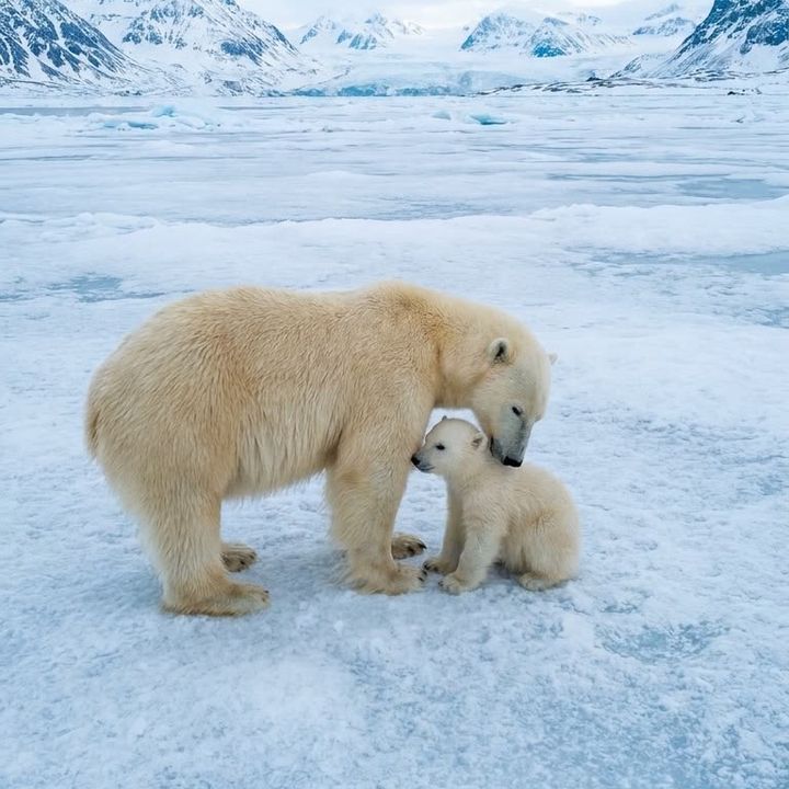 HelpPolarBears