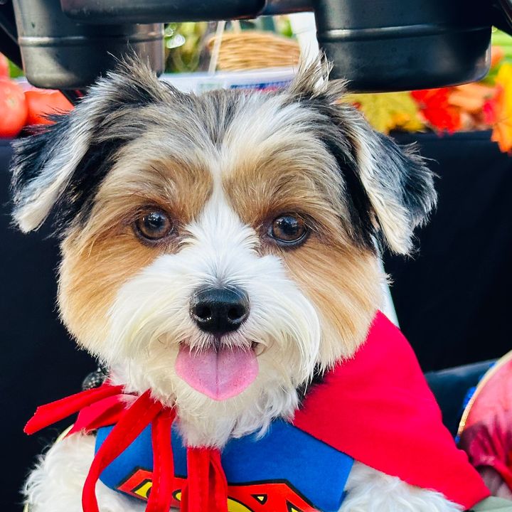RockyTheBiewer