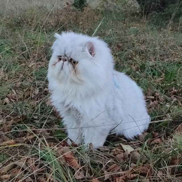 🐾Pablo❄️