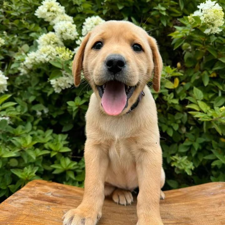 harley_theyellowlab
