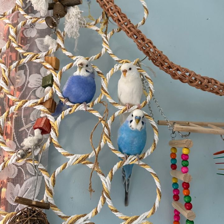 Sandy’s Little Flock