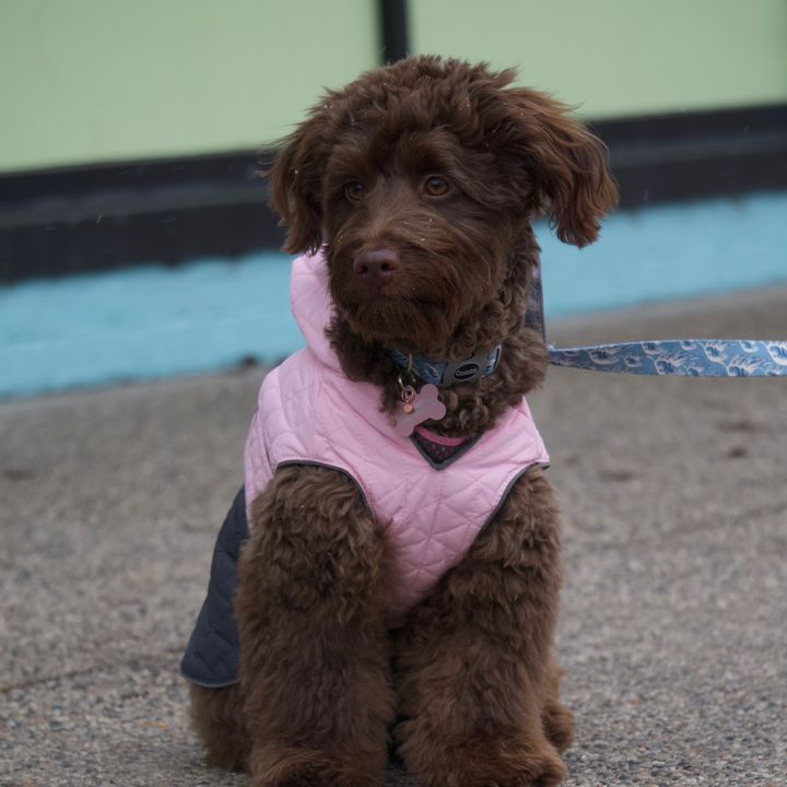 Bear the mini doodle!!