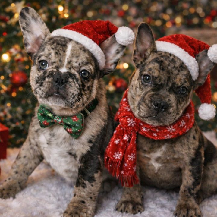 CoCoa&Bruno🩷💙🐾🐾