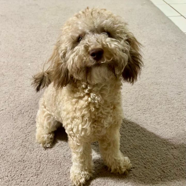 Daisy