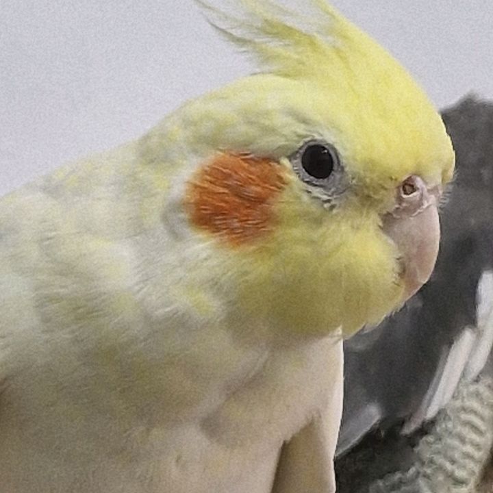 Cockatiel Singing