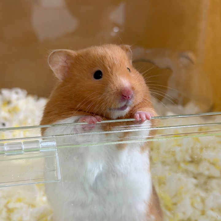 บ้านนี้มีมูมู่🐭