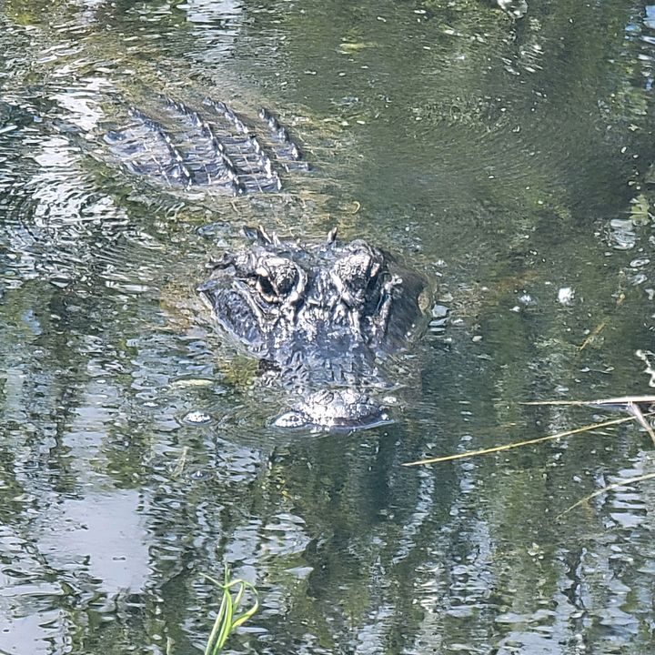 Floridahut