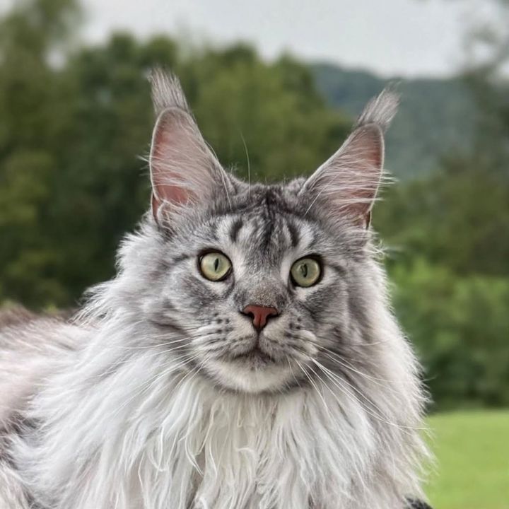 Holly + Wells | Maine Coon