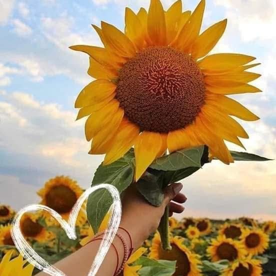 💛