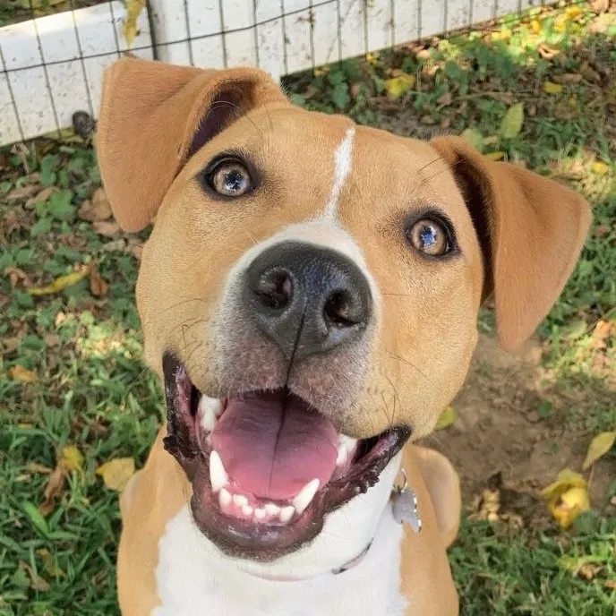 Nova_TheRescue