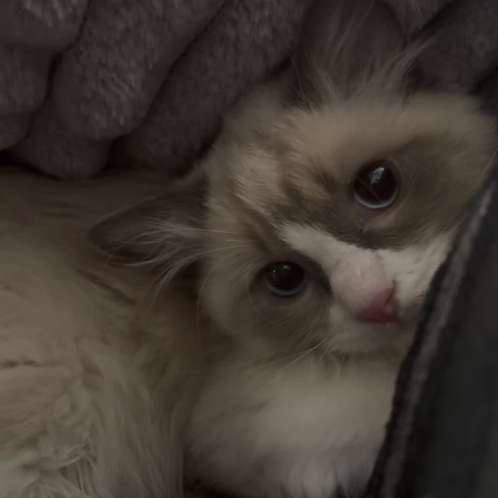 theo the floof