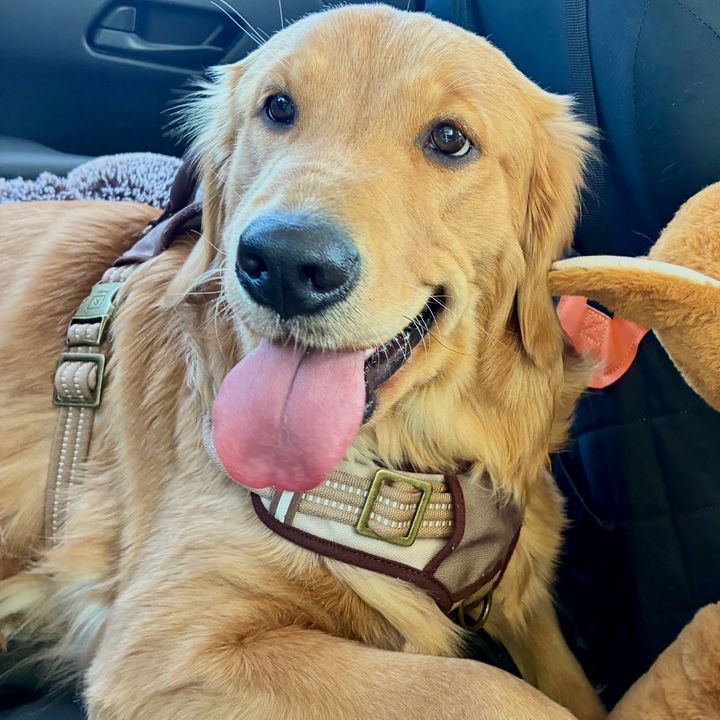 my golden Skye ❤️