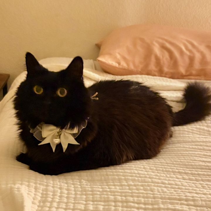 Freyja the Diva ✨