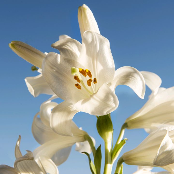 lily