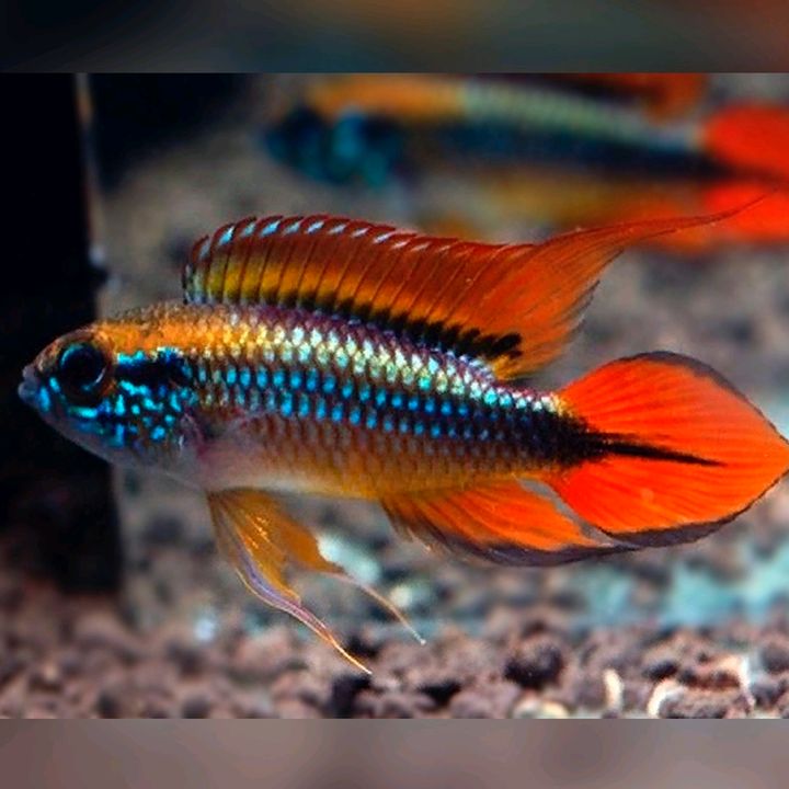 yorkshire aquatics /pets/birds
