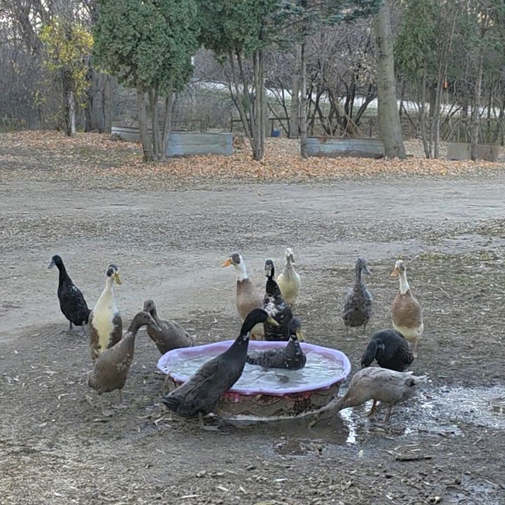RunnerDucksFernandFeatherAcres