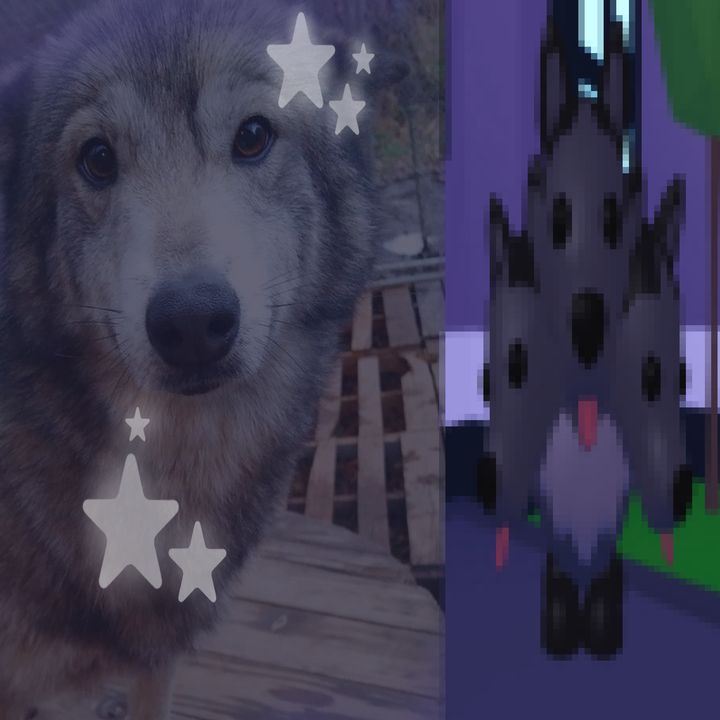 🐺🦴🐾