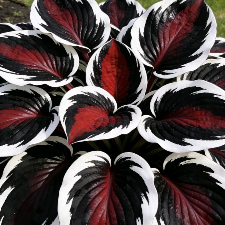 jibgjing