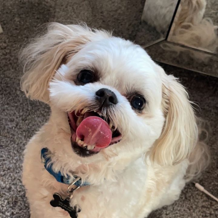itsbentleytheshichon