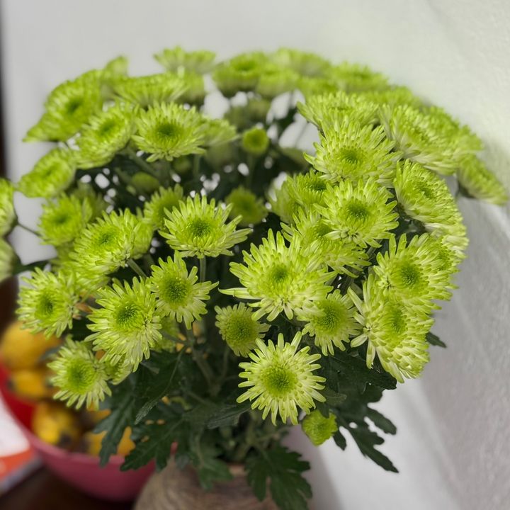 sanphamhottrend