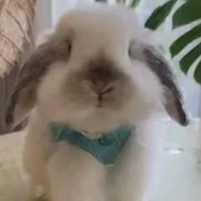 BunyLove