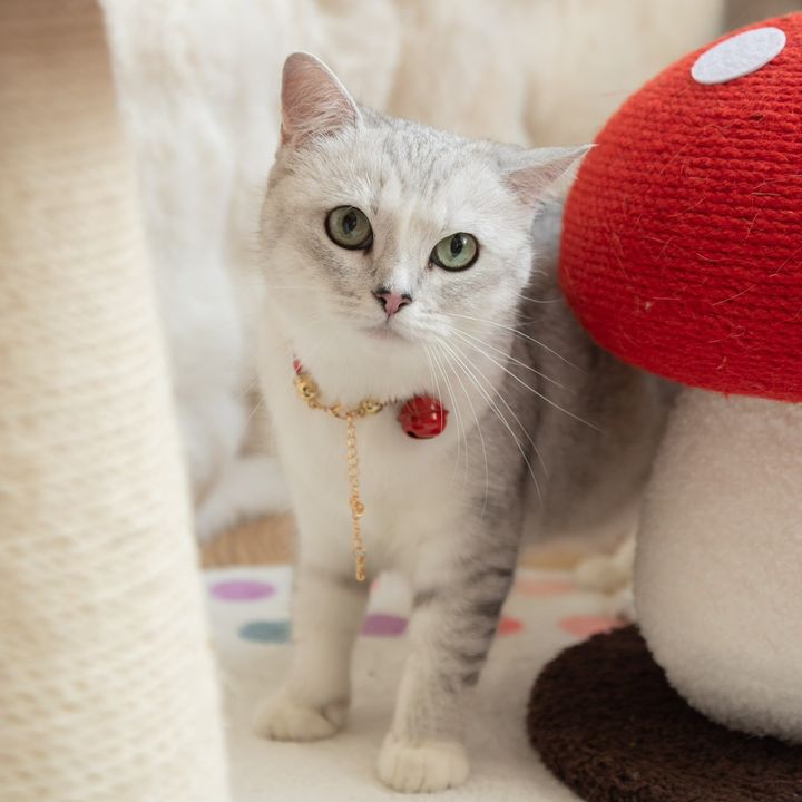 purrfectlyadorable
