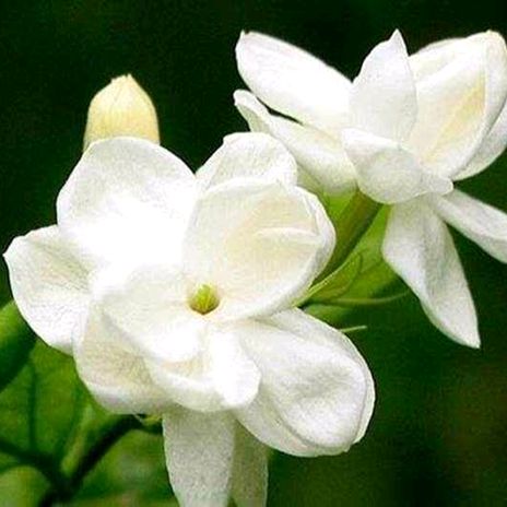 jasmine