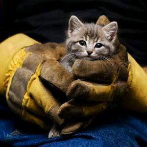 rescue wild