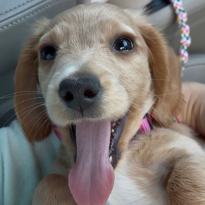 mirrenthedoxie