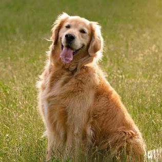 Heaven for DOG Lovers